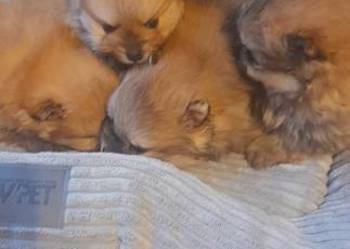 Szpic miniaturowy pomeranian