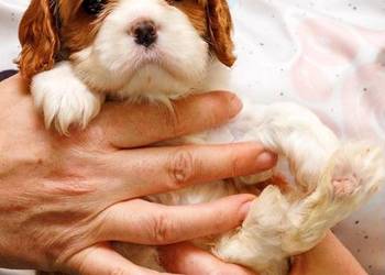 Cavalier King Charles Spaniel