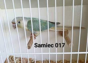 Rudosterki zielonolice