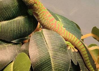 Felsuma madagaskarska  ( Phelsuma madagascariensis grandis )