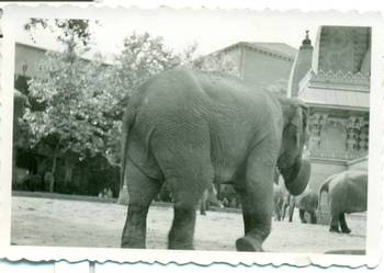 Stara fotografia ZOO Słoń Agfa Lupex lata 30-te?
