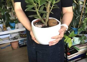 Drzewko szczęścia Crassula Ovata duże