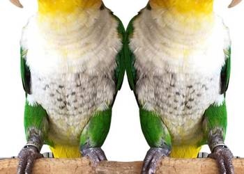 Barwinka białobrzucha