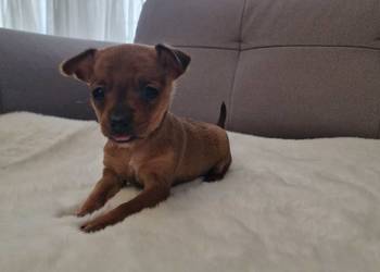 Pinczer miniaturowy suczka Roxi XXS ratlerek, sarenka