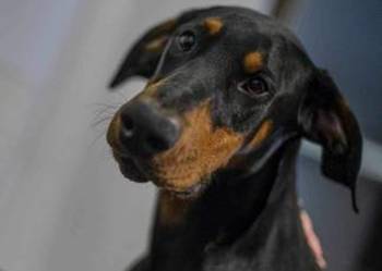 1,5 roczny doberman samiec.