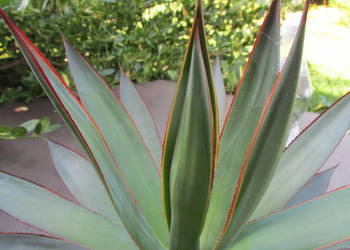 Prześliczna dorosła agawa z czerwonymi brzegami - agave Blue Glow
