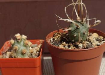 Tephrocactus molinensis oraz T. articulatus var. papyracanthus rośliny