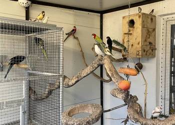 Rozella białolica 2024 samiec kwiecień i gołąbki diamentowe