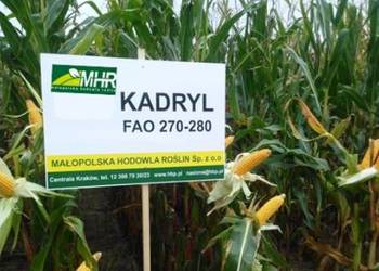 Nasiona kukurydzy KADRYL