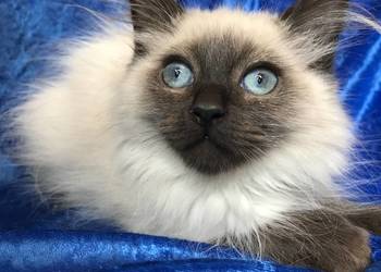 Rodowodowe kocięta Ragdoll