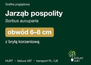 Jarząb pospolity (Sorbus aucuparia) obwód 6-8 cm, z bryłą – HURT
