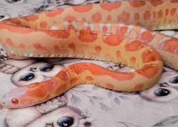 Wąż zbożowy Scaleless Amel het Hypo Caramel Motley - SPRAWDZONY SAMIEC