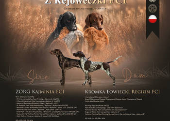 Wyżeł niemiecki krótkowłosy szczenię ZKwP FCI
