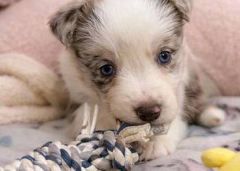 Border Collie szczeniak piękna suczka