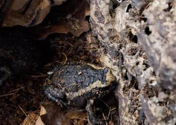 Termitówka indyjska (Kaloula pulchra)