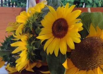 Nasiona słonecznika kwiatowego