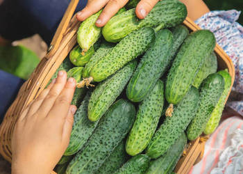 Ogórki gruntowe bez nawozu tylko obornik
