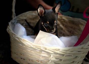 Ostatni szczeniak Toy Terrier mini – piesek.