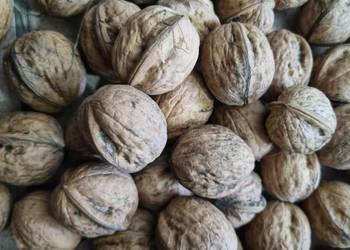 Orzechy włoskie