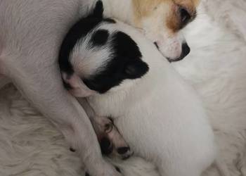 Chihuahua miniaturka zdjęcia