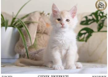 Gienek Iskierka*PL – Wyjątkowy kocur Maine Coon szuka domu