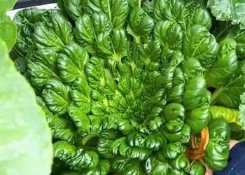 Sałata lodygowa , Pac choi  Mizuna  Taatsoi nasiona