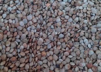 Soczewica czyszczona ekolologiczna z certyfikalem