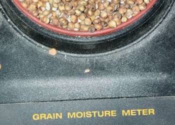 Sorgo ziarnowe czerwone Zbiór 2025 cena za 100 kg