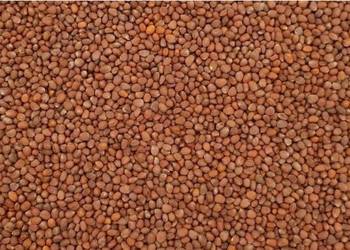 RZODKIEW OLEISTA NA POPLON