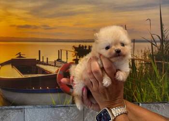 Szpic miniaturowy pomeranian dziewczynka