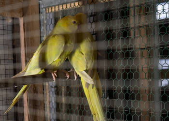 Aleksandretty Obrożne Lacewing