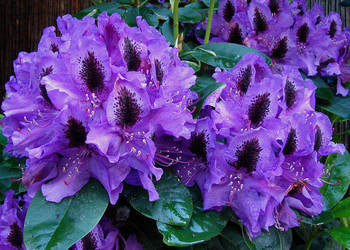 Rózanecznik 'Peter Alan'/Rhododendron 'Peter Alan' C5