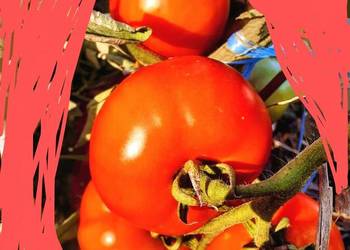 Rosja pomidor nasiona kolekcja odporny na zarazę