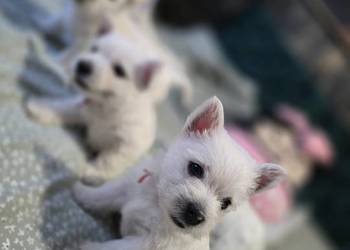 West Highland White Terrier- szczeniaki