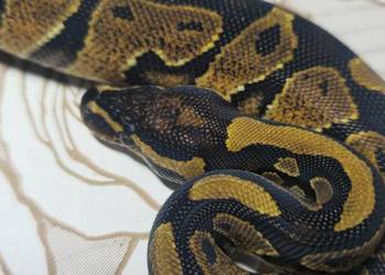 Wąż pyton królewski, python regius samiec