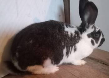 Młoda samica 6 miesięczna