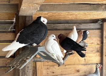 Gołębie ozdobne likwidacja