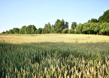 Działka w Grabówkach