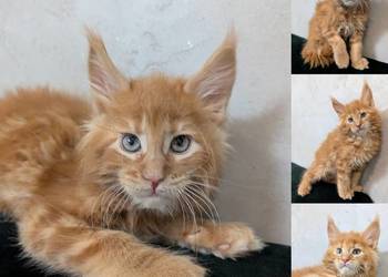 Maine Coon kocur do hodowli po Championach