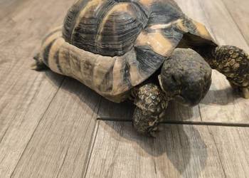 Żółw obrzeżony (testudo marginata)