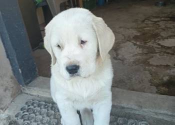 śliczna sunia owczarek środkowoazjatycki