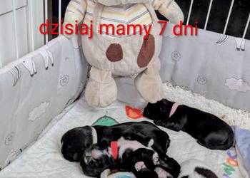 Szczenięta shih tzu z genem blue