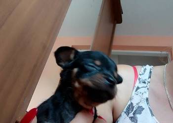 Pinczerek miniaturka