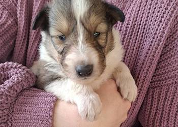 Owczarek Szkocki Collie Szczeniaki SUCZKI