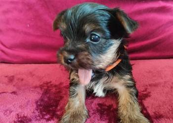 Piesek Yorkshire terrier do rezerwacji