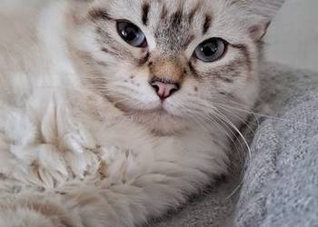 Kotka neva masquerade pręgowana kot syberyjski