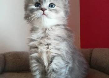 Śliczna Niebieska Kotka Syberyjska PZF/WCF Xanti*PL