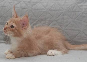 Maine Coon kremowy z białym kocurek Jeremi Nannarella*PL
