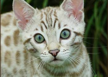 Kocurek Bengalski Snow Lynx Gotowy do odbioru Rodowód WCF