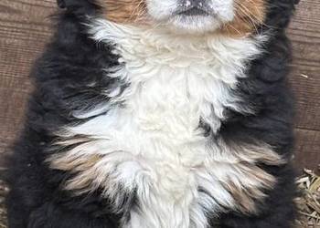 Berneński pies pasterski suczka